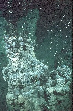 Von Mikroorganismen gebaute Riffe im Schwarzen Meer entdeckt