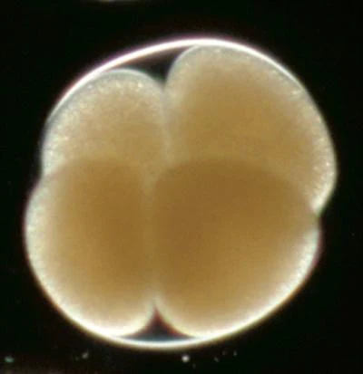 Wie Urzeit-Embryos versteinerten
