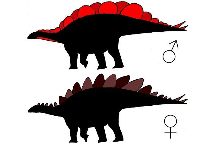 Stegosaurus: "Er" hatte die größeren