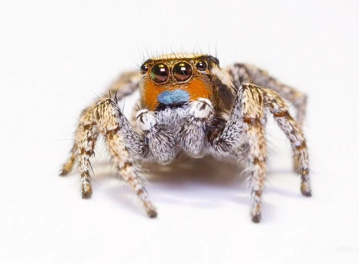 Springspinne mit Sonnenbrille