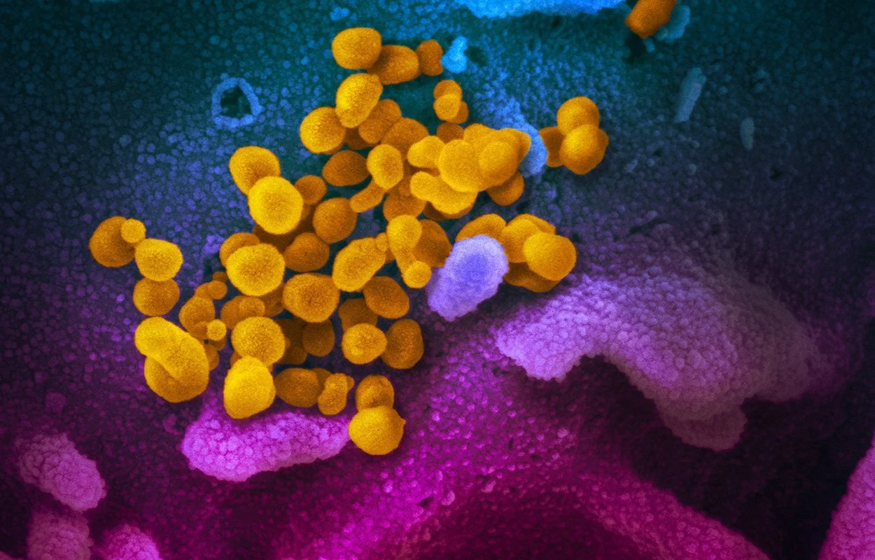 Was das Coronavirus in der Lunge anrichtet