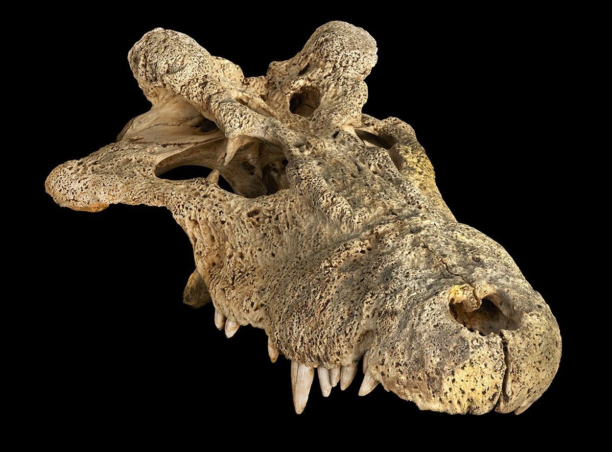 Ein Krokodil mit Hörnern