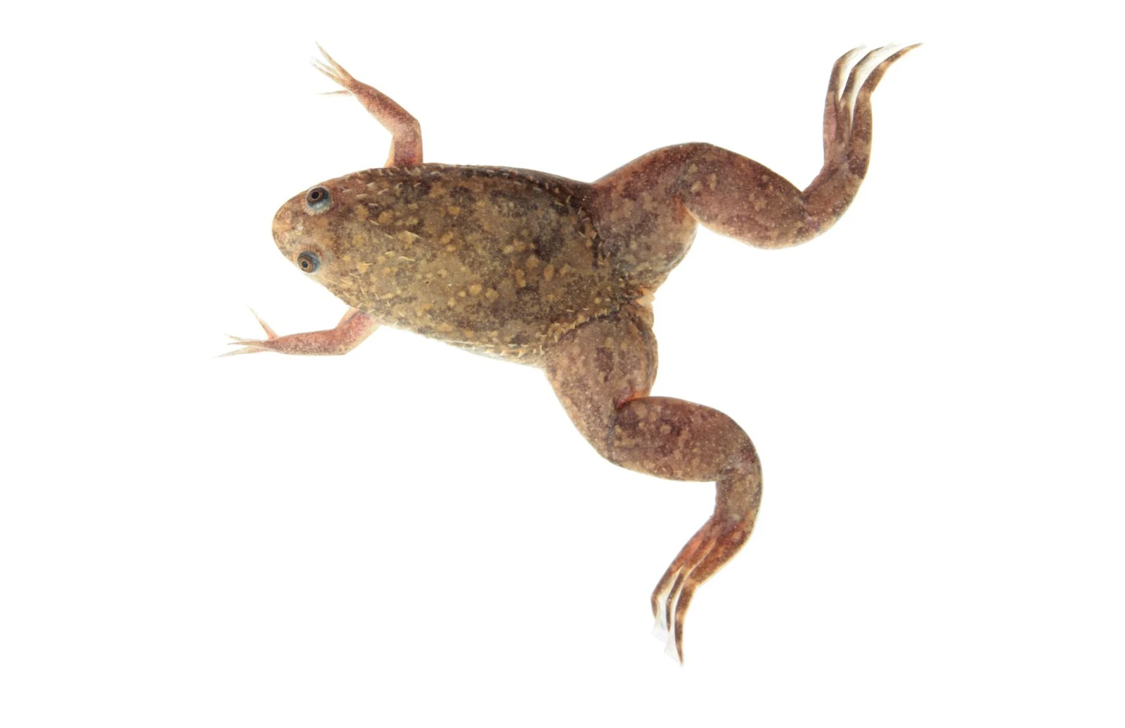 Verlorene Froschbeine regeneriert