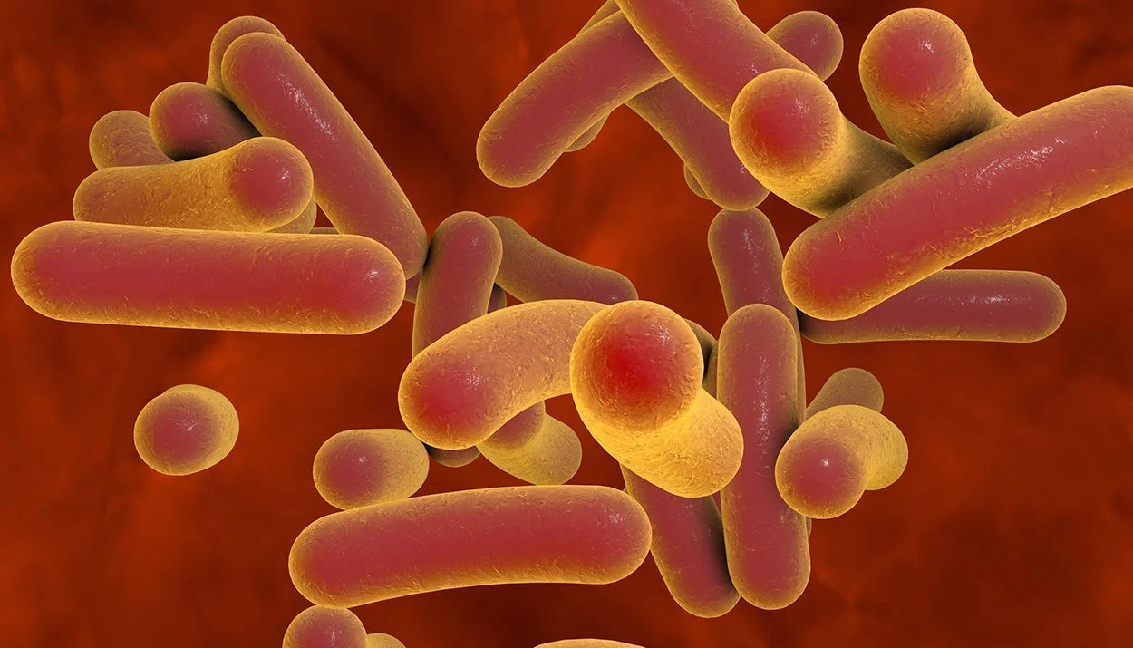 Ausbreitung resistenter Typhus-Erreger
