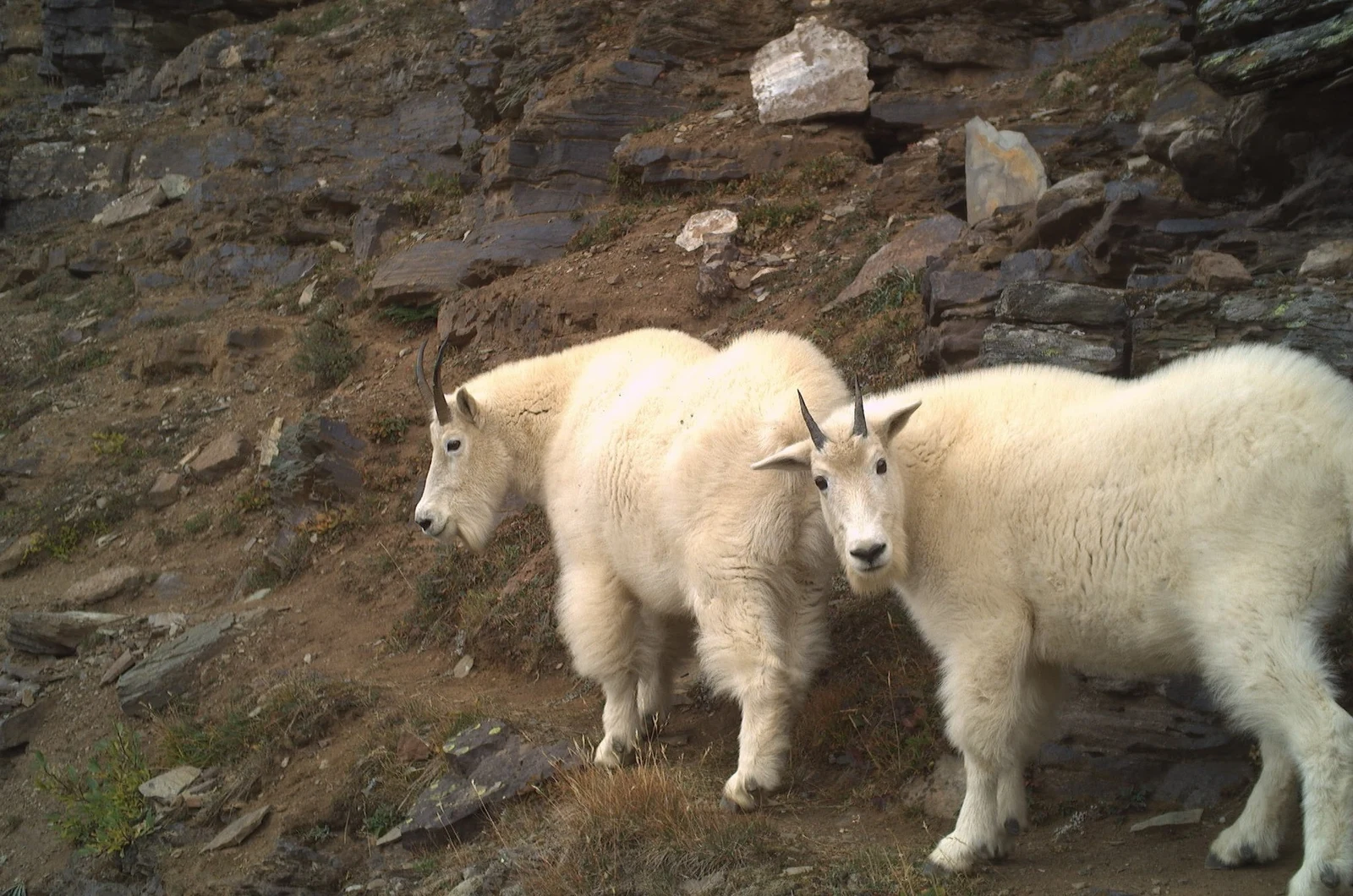 Wildtiere in der Pandemie