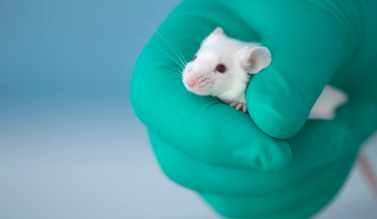 Wie übertragbar sind Tierversuche?