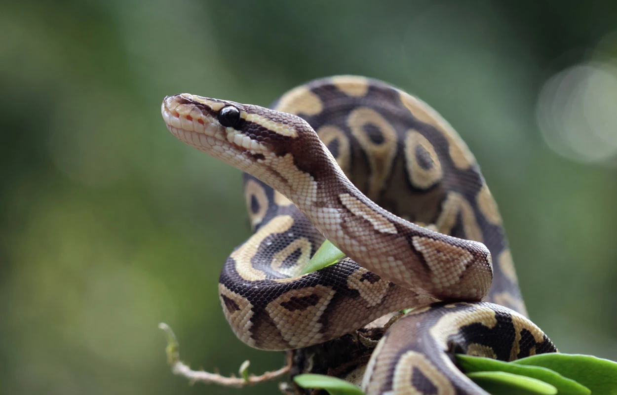 Wie Python-Herzen üppige Mahlzeiten überstehen