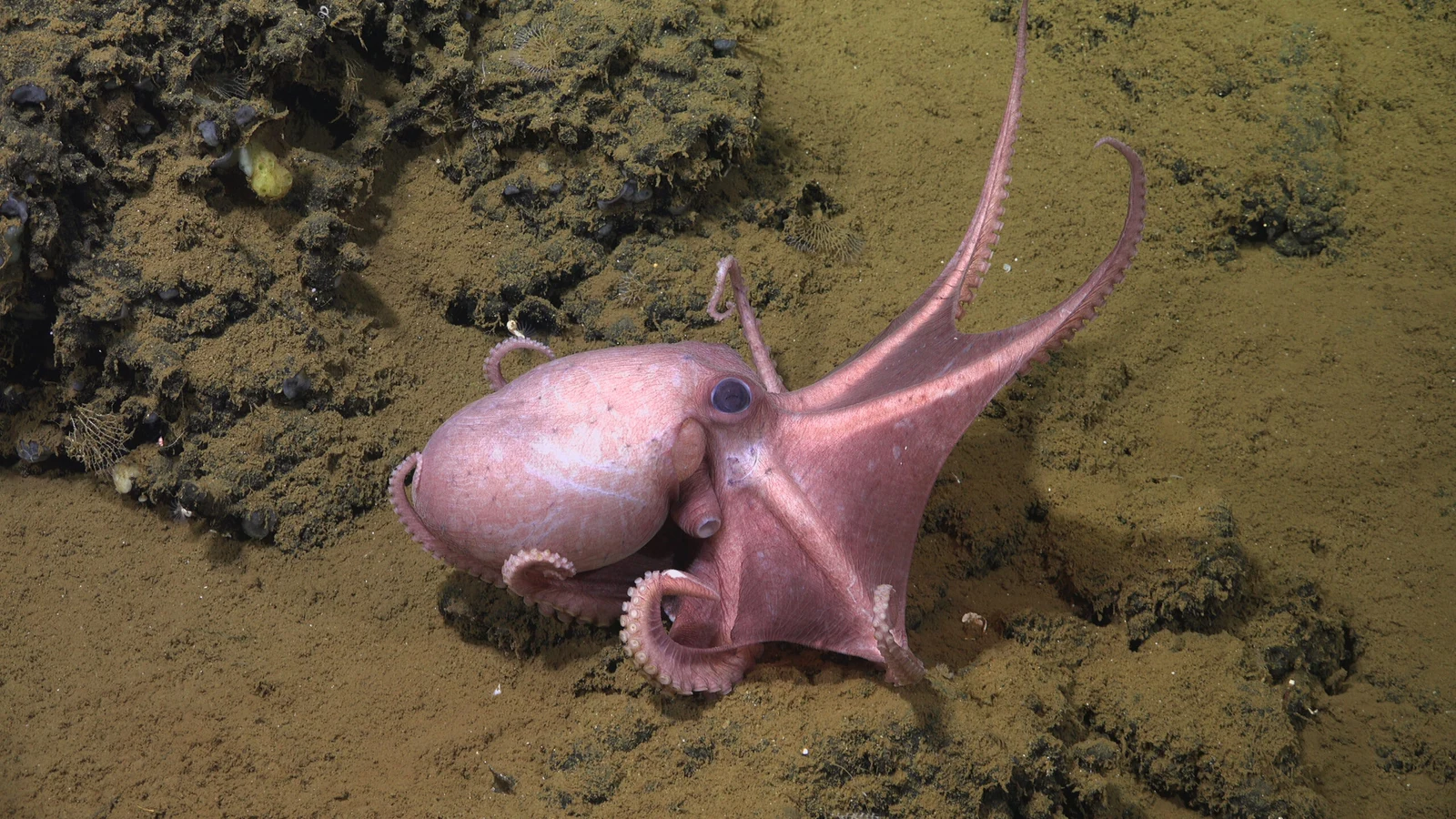 Wer ist Molluske des Jahres 2025?