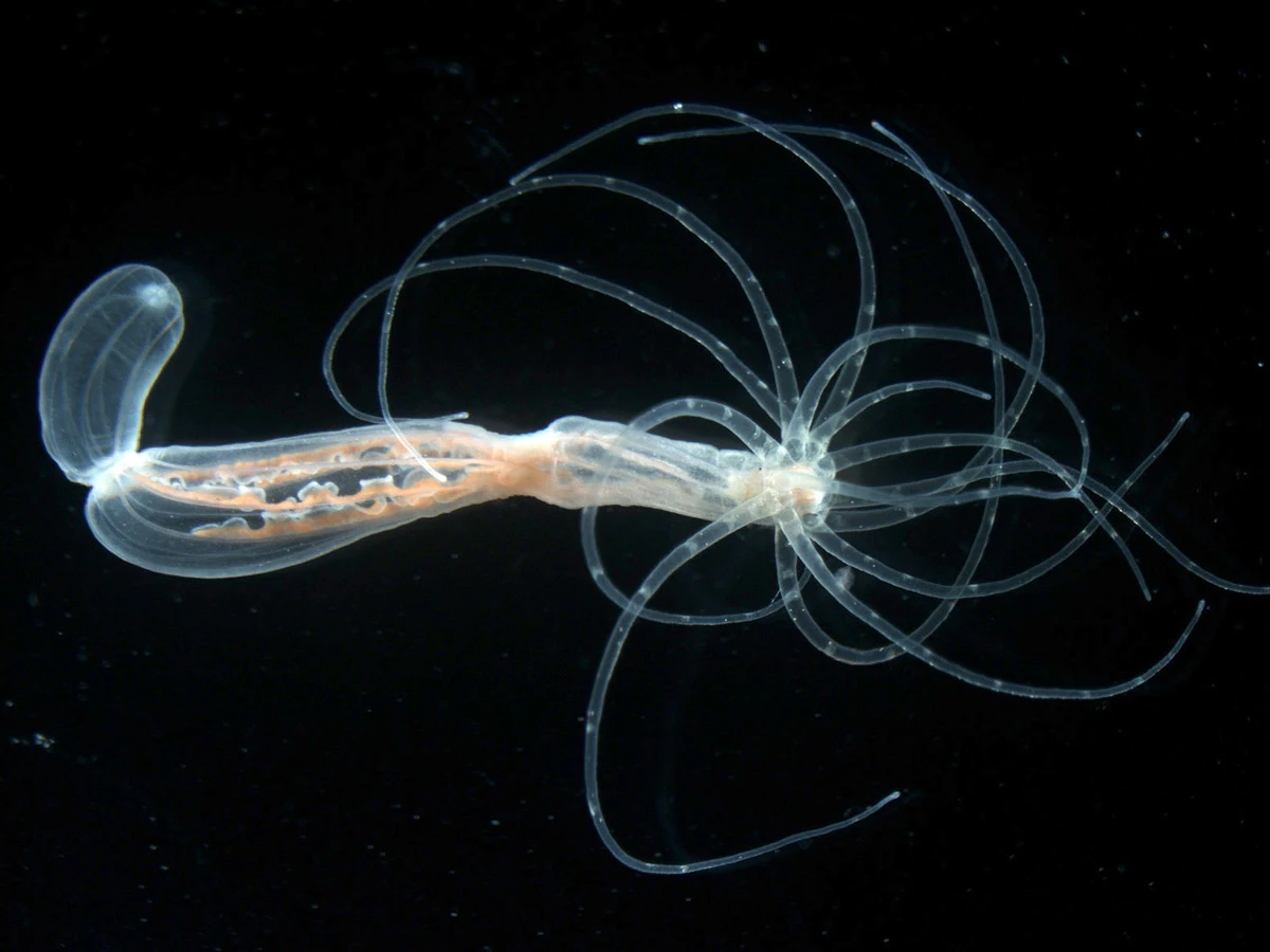 Der geheime Rücken der Anemone