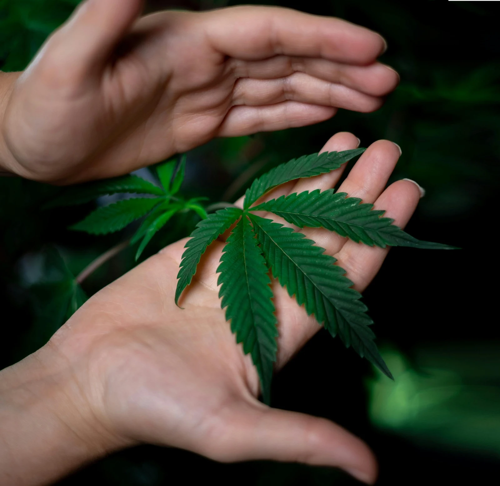 Medizinisches Cannabis im wissenschaftlichen Kontext: Therapie, Regulierung und kontrollierter Zugang