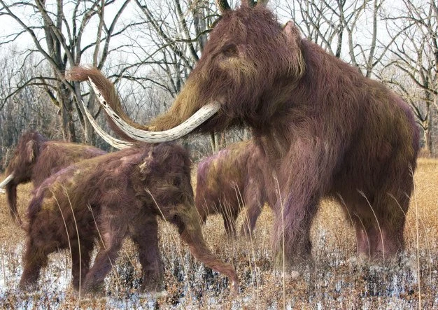 Mammuts: Frühes Abstillen im Zeichen der Jagd