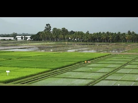 Wie können wir nachhaltig die Welt ernähren?
