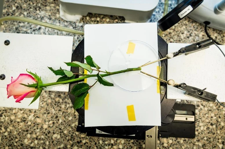 Elektro-Rosen sorgen für Spannung