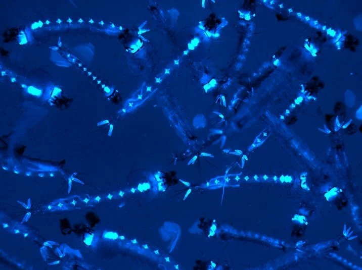Gentechnik gegen Malaria