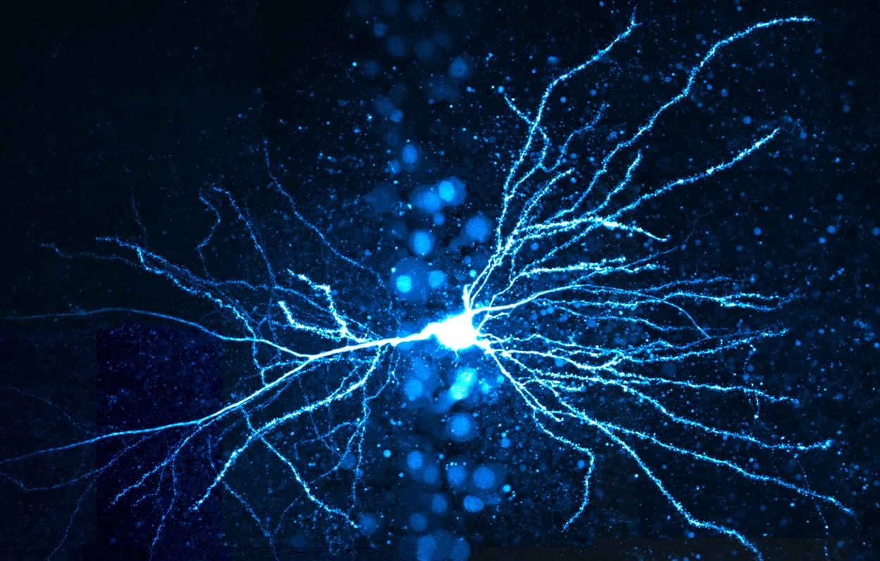 Gedächtnisproblemen bei Epilepsie auf der Spur