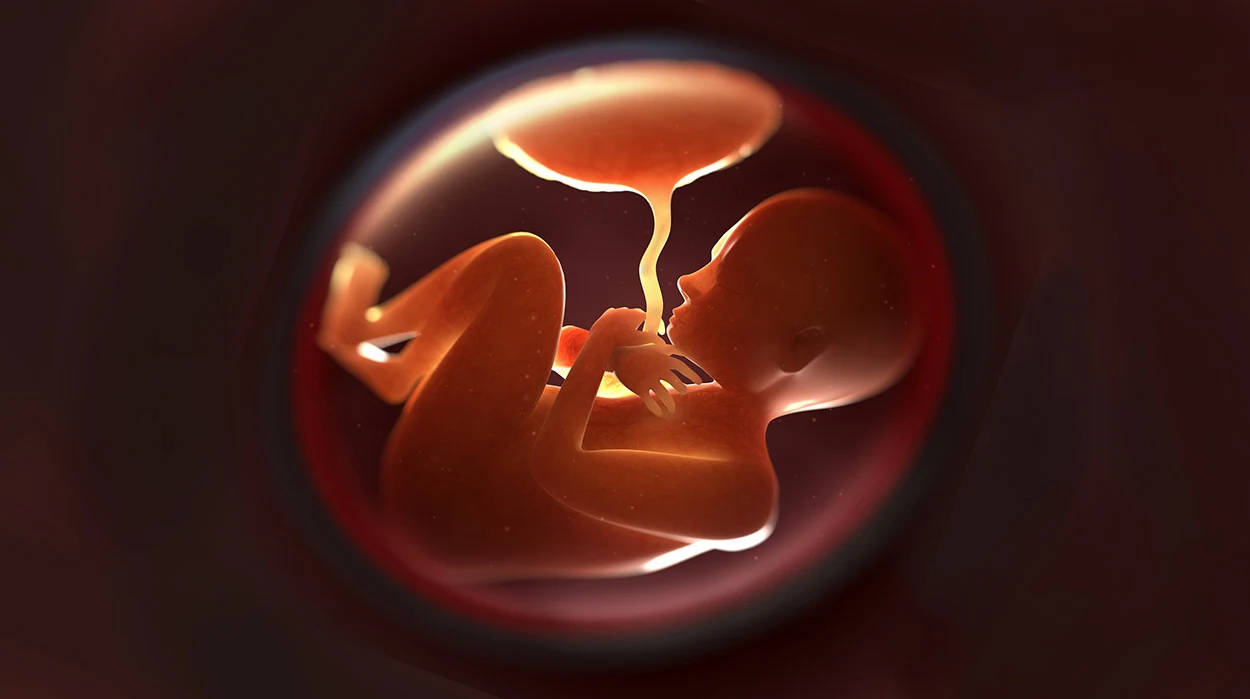Zellatlas zeigt Schnittstelle zwischen Mutter und Kind