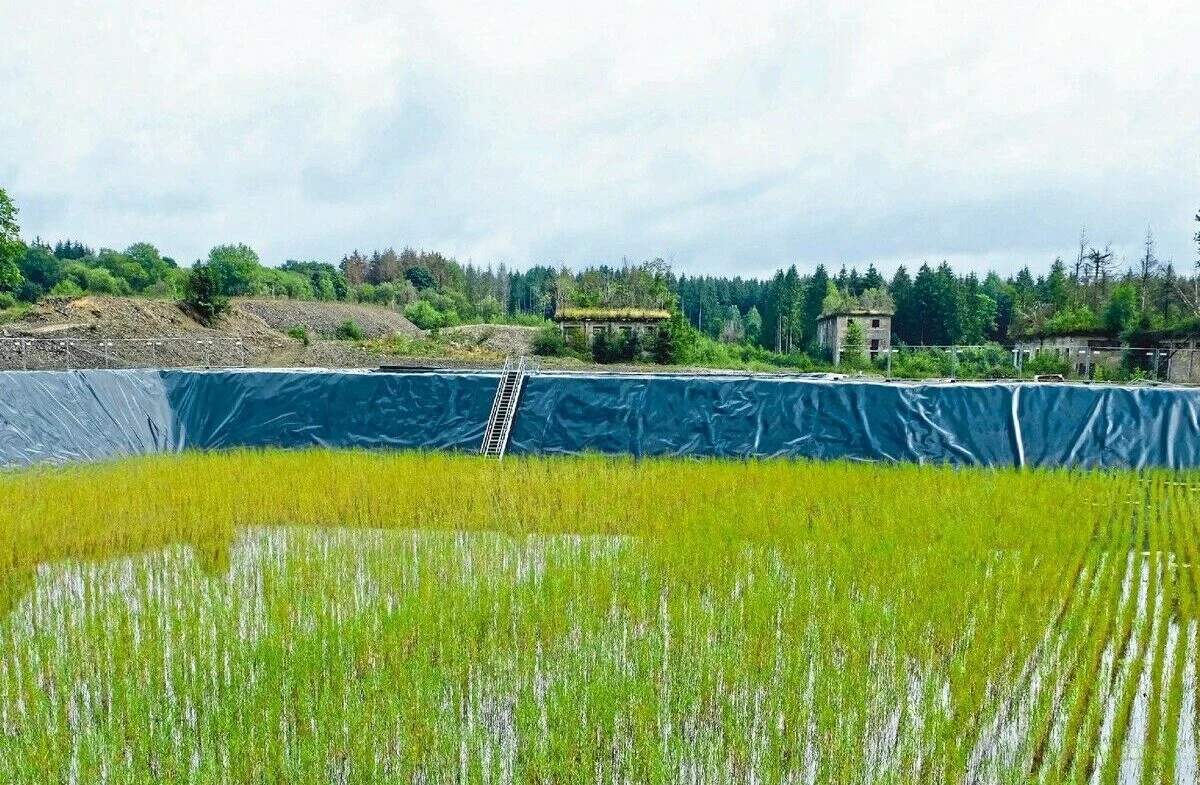 Pflanzen als Biofilter