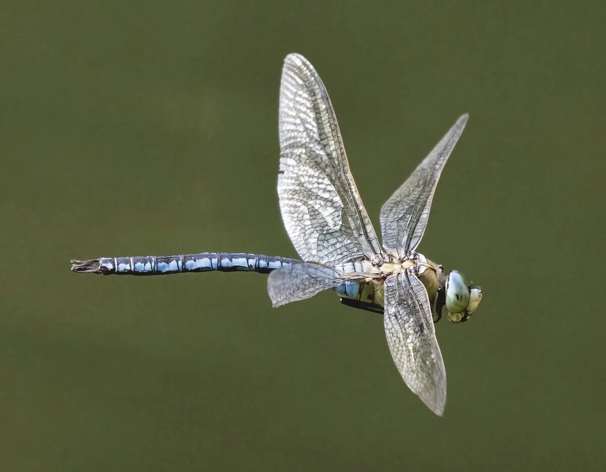 Flugkunst im Kleinformat
