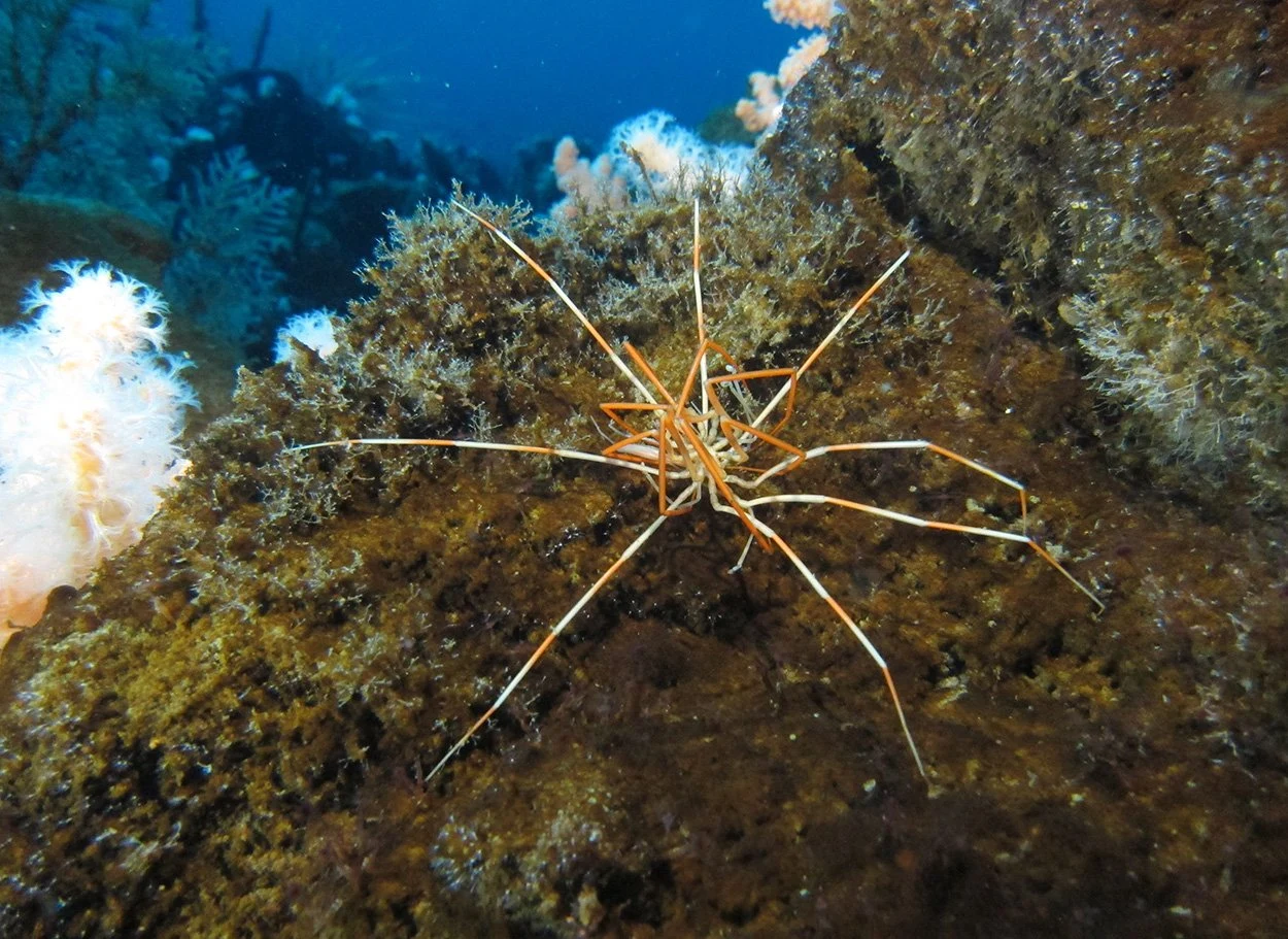 Asselspinne mit Alleinstellungsmerkmal