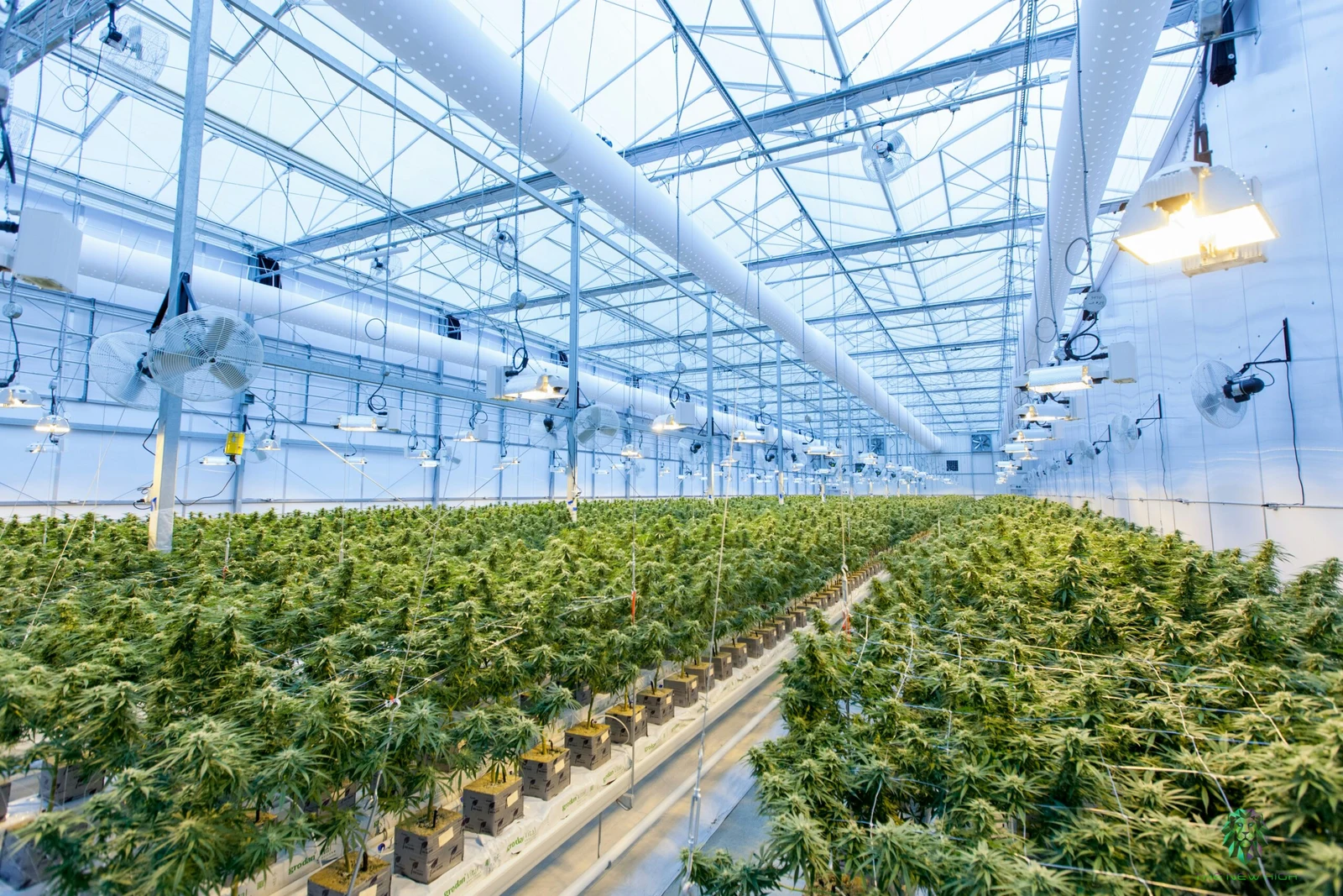 Cannabis-Stecklinge: Wissenswertes über Anbau, Recht und Qualität