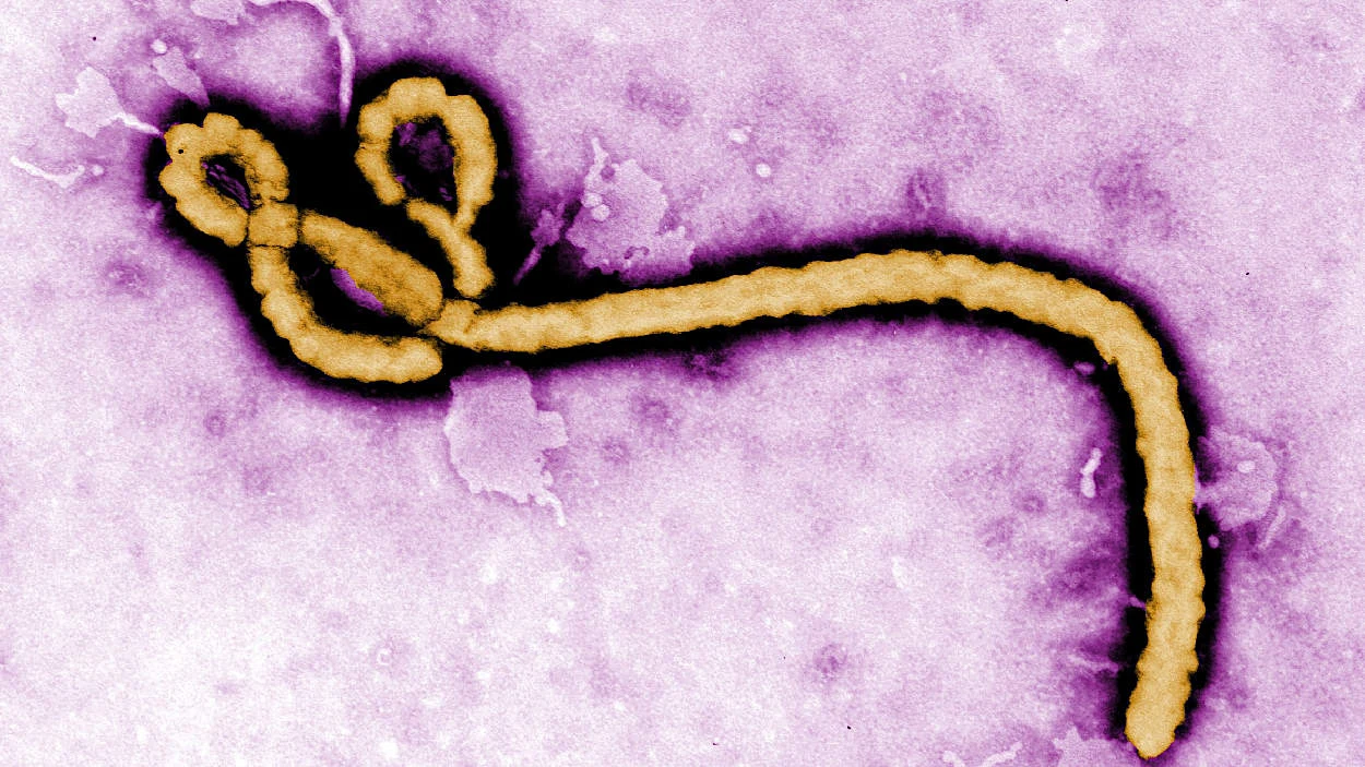 Ebola-Ausbruch im Kongo: Wie groß ist die Gefahr?