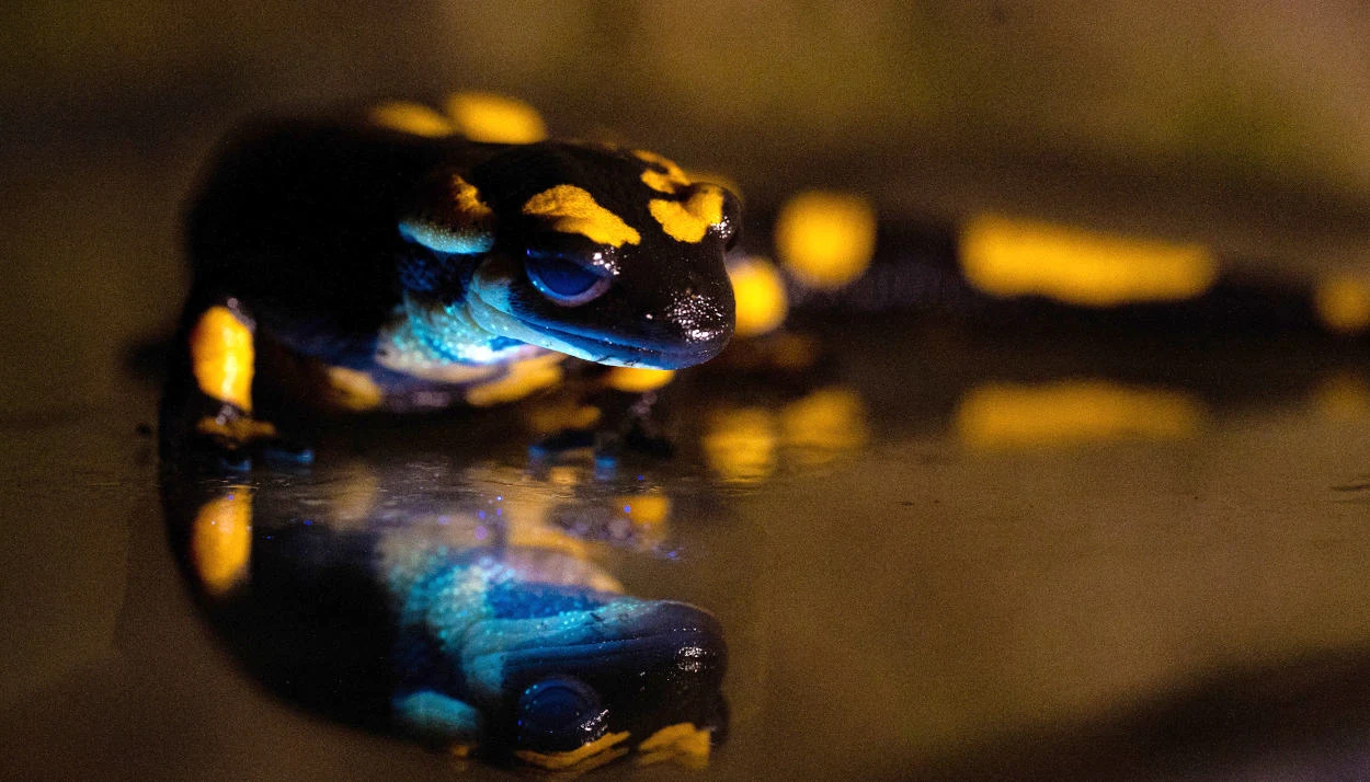Biofluoreszenz: Auch Feuersalamander leuchten