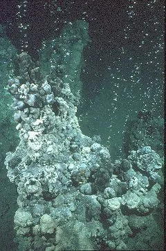 Von Mikroorganismen gebaute Riffe im Schwarzen Meer entdeckt