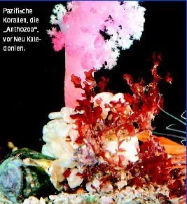 Mehr vom Meer