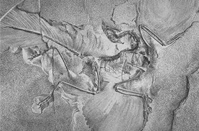 Warum sich so viele Dinosaurier krümmen