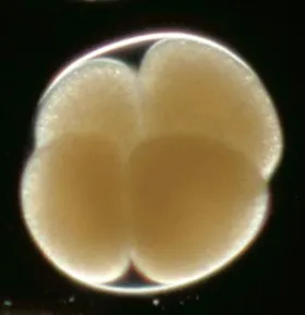 Wie Urzeit-Embryos versteinerten