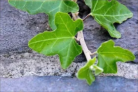 Sunblocker aus der Natur