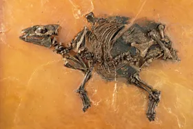 Die Wachsleichen aus Messel