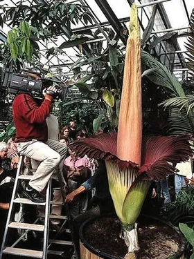 Video der Woche: Die größte Blüte der Welt im Zeitraffer