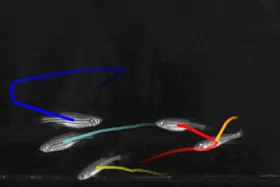 Tier-Tracking per visuellem Fingerabdruck