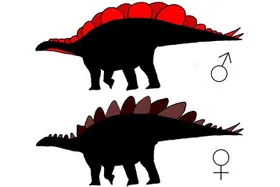 Stegosaurus: "Er" hatte die größeren