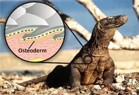 Ur-Australier stießen noch auf „Drachen"