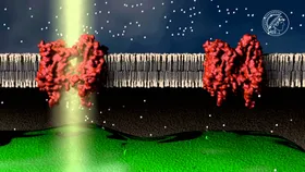 Faszinierende Lichtsensoren für die Optogenetik