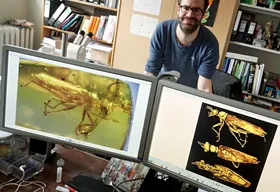 Ein "Alien" im Bernstein eines Ringes
