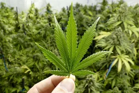 Mit Cannabis gegen Hirnalterung