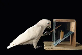 Verhaltensforschung - Tierisches Können