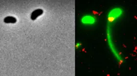 Beobachtet: Wie sich Bakterien DNA schnappen