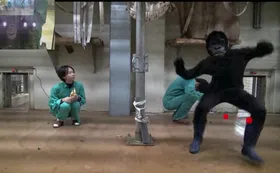 Sehen Schimpansen Filme ähnlich wie wir?