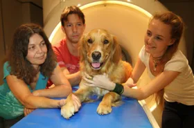 Mensch und Hund verarbeiten Sprache ähnlich