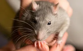 Erste Hantavirus-Übertragung durch eine Hausratte