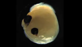 Minigehirne mit „Augen“