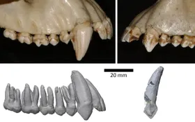 Menschliche Vorfahren mit kleinen Eckzähnen