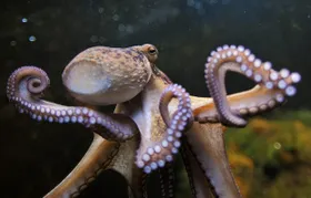Tierische Emotionen werfen ethische Fragen auf