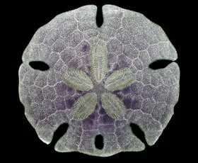 Überlebenskünstler Sanddollar