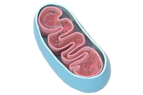 Mitochondrien-DNA kann ins Genom einfließen
