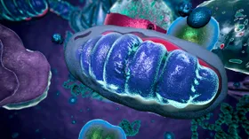 Mitochondrien übertragen Signale ans Immunsystem